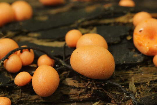 Image of Lycogala epidendrum