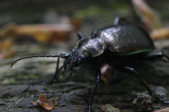 Слика од Calosoma (Calosoma) inquisitor (Linnaeus 1758)