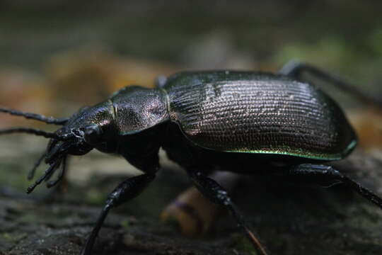 Image of Calosoma (Calosoma) inquisitor (Linnaeus 1758)