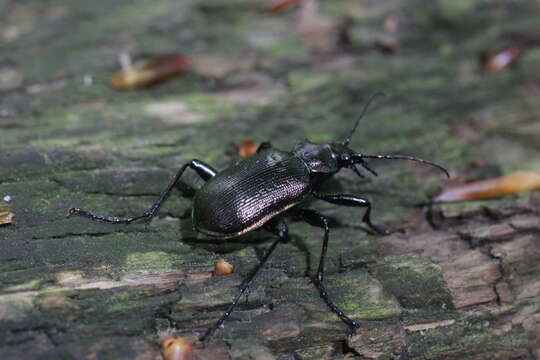 صورة Calosoma (Calosoma) inquisitor (Linnaeus 1758)