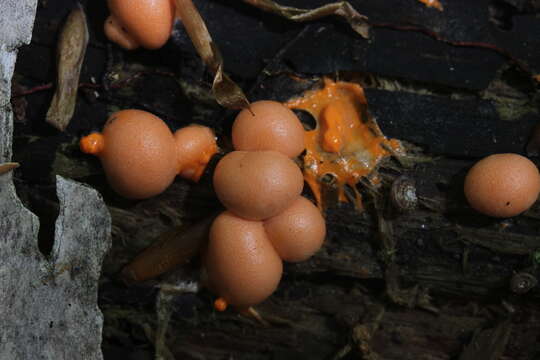 Image of Lycogala epidendrum