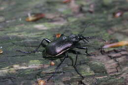 Imagem de Calosoma (Calosoma) inquisitor (Linnaeus 1758)