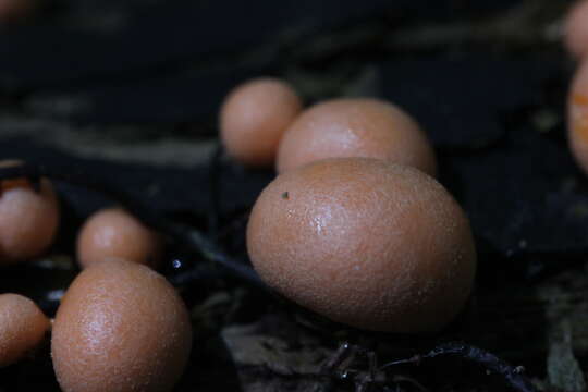 Image of Lycogala epidendrum