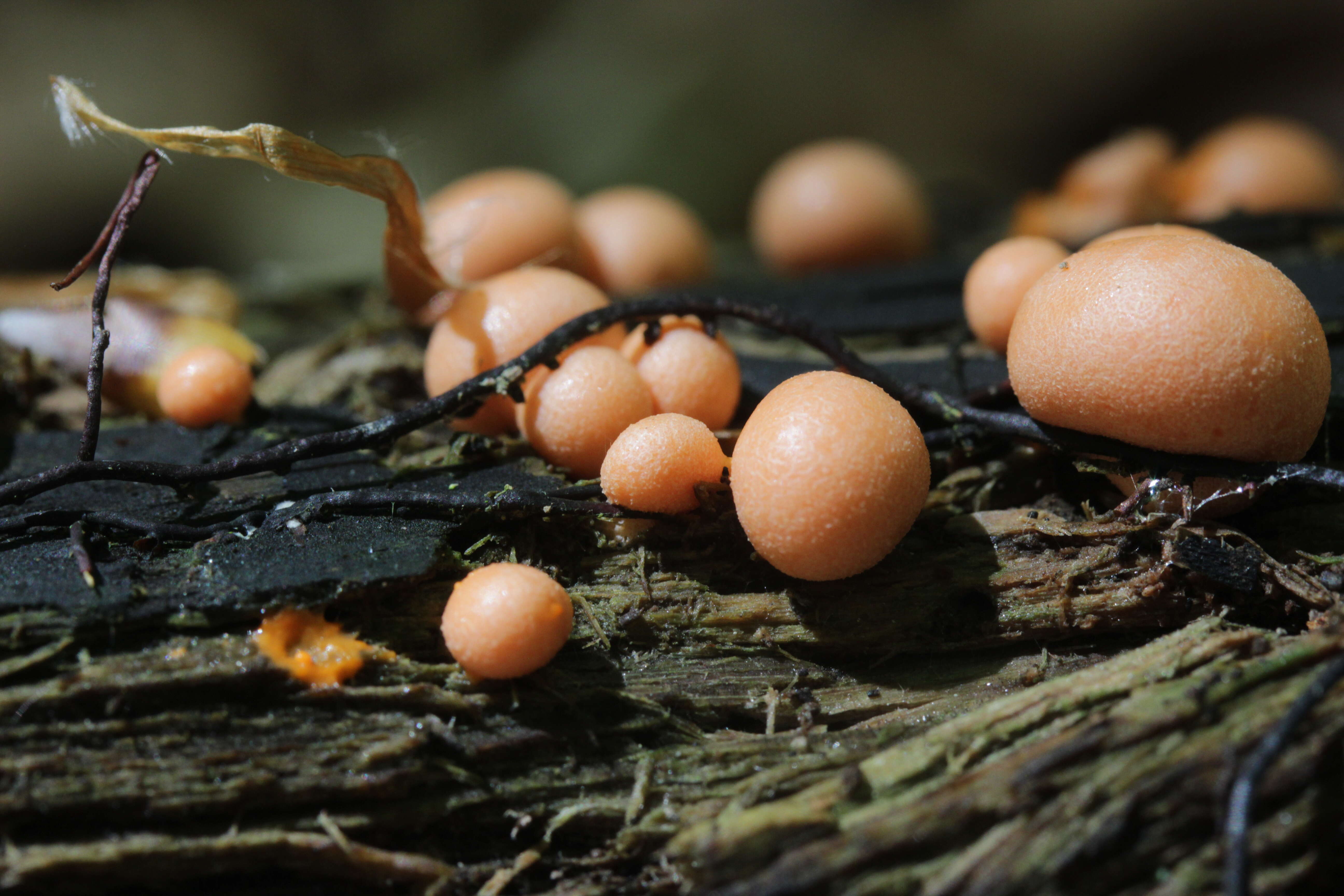 Image of Lycogala epidendrum