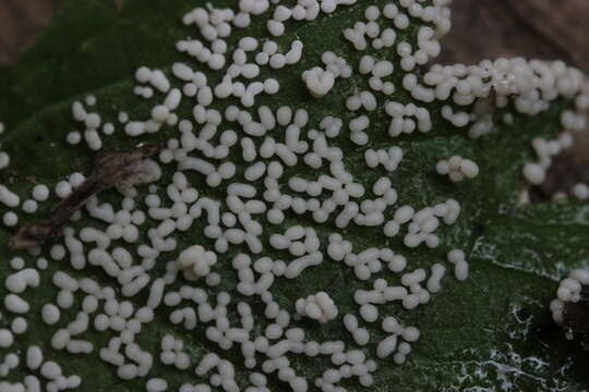 Image of Ashen Slime Mold