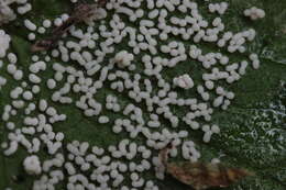 Image of Ashen Slime Mold