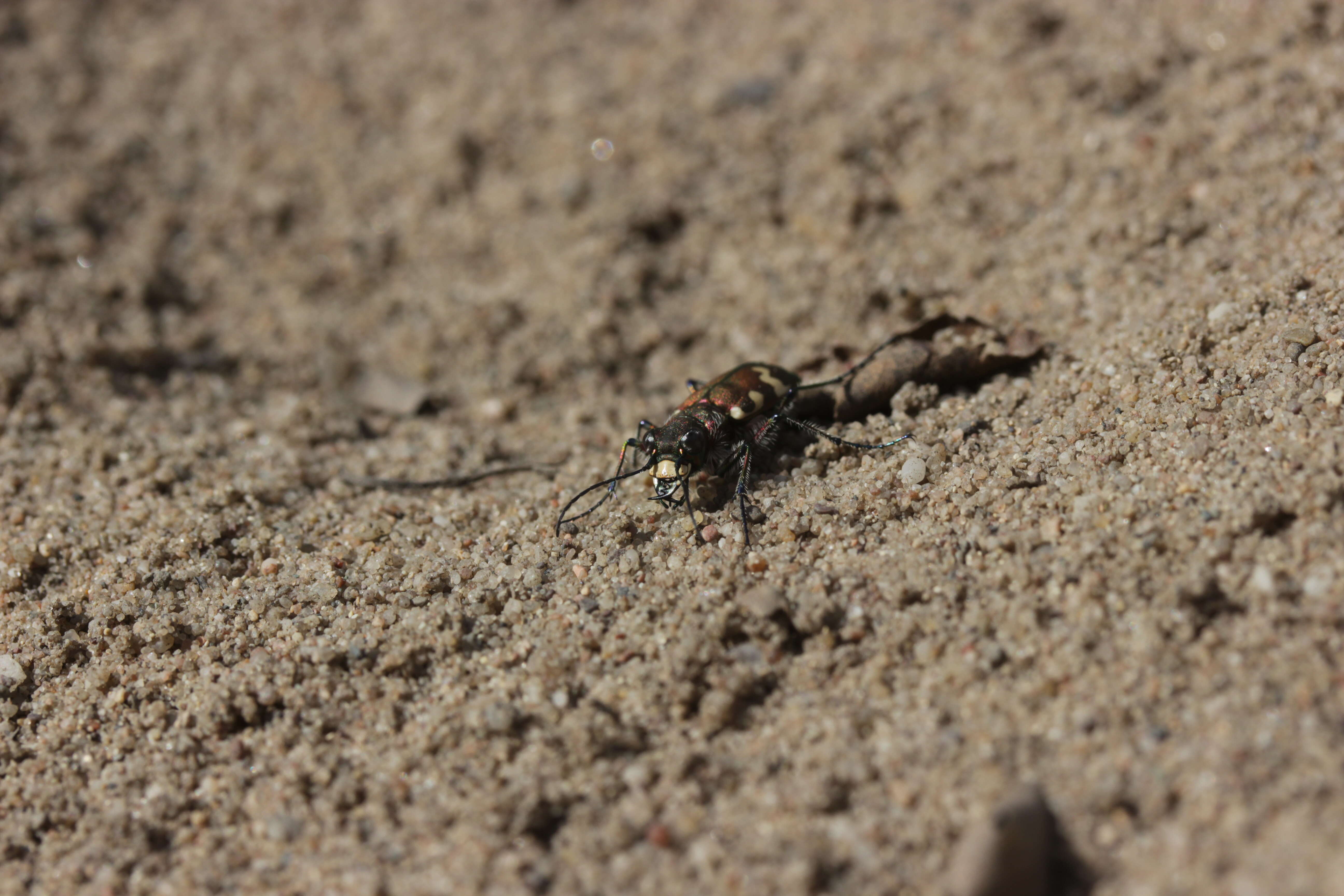 Image of Northern dune tiger beetle