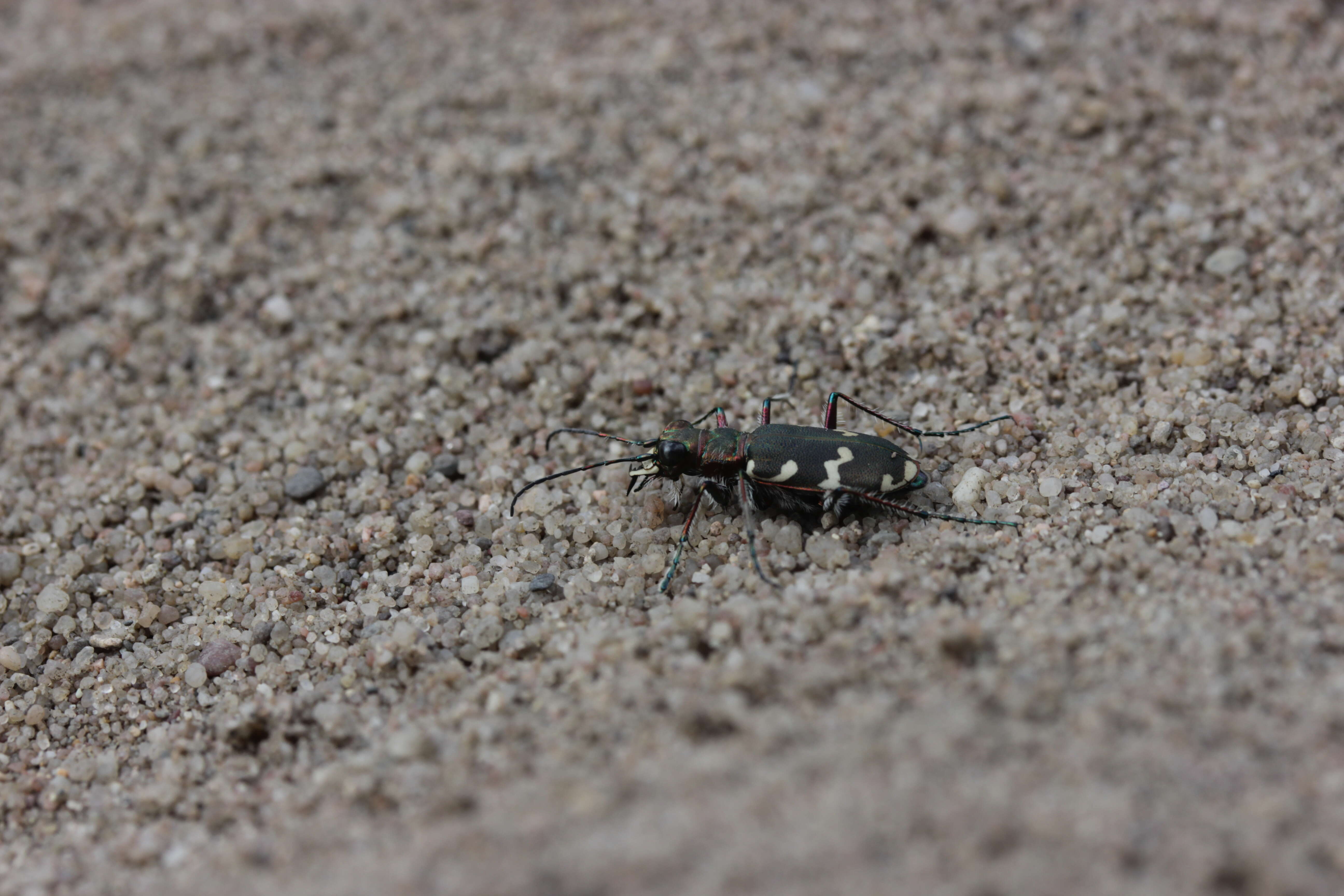 Image of Northern dune tiger beetle