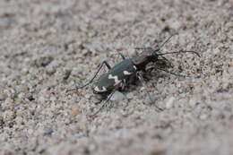 Image of Northern dune tiger beetle