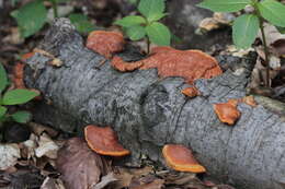 Image of Pycnoporus cinnabarinus (Jacq.) P. Karst. 1881