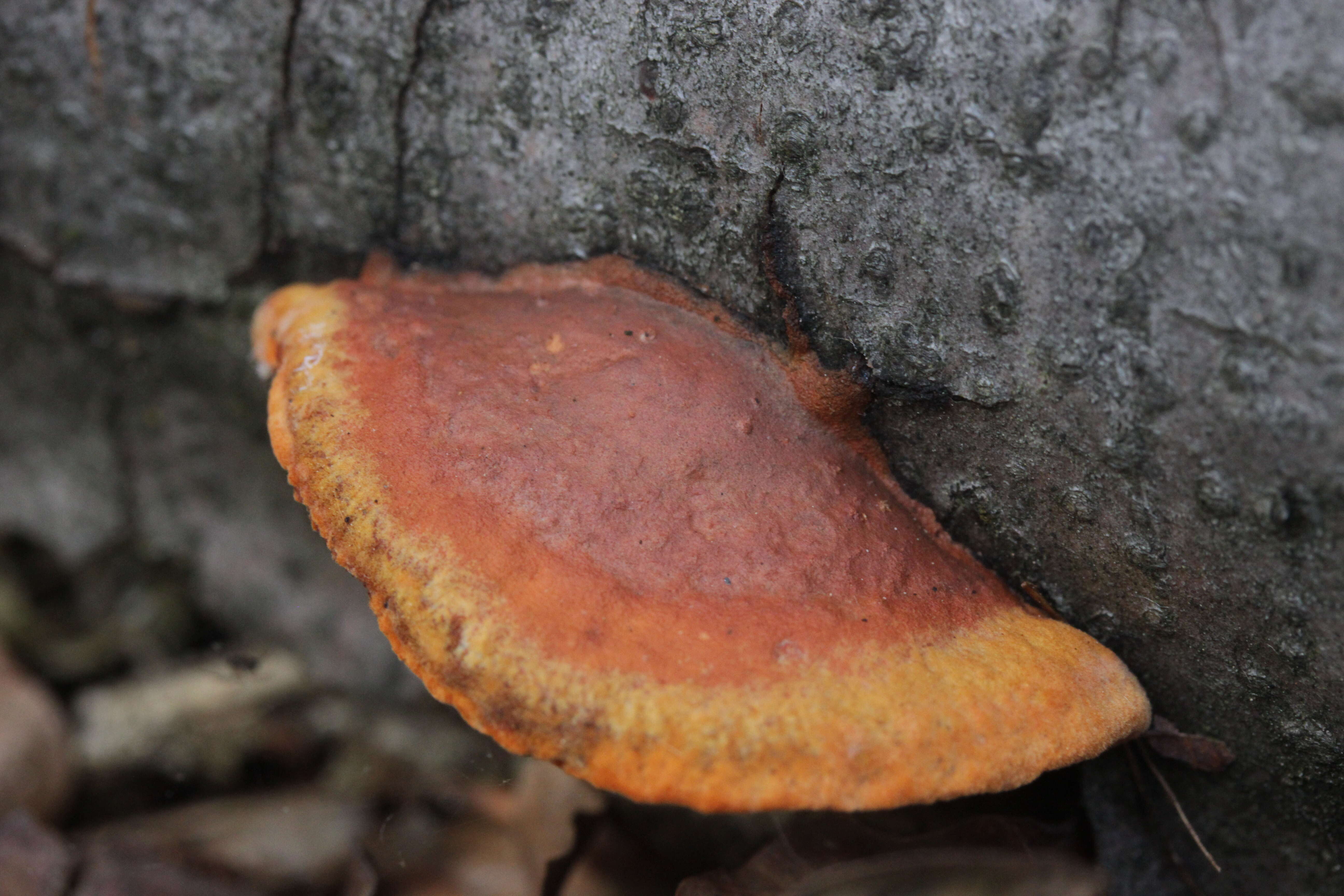 Imagem de Pycnoporus cinnabarinus (Jacq.) P. Karst. 1881