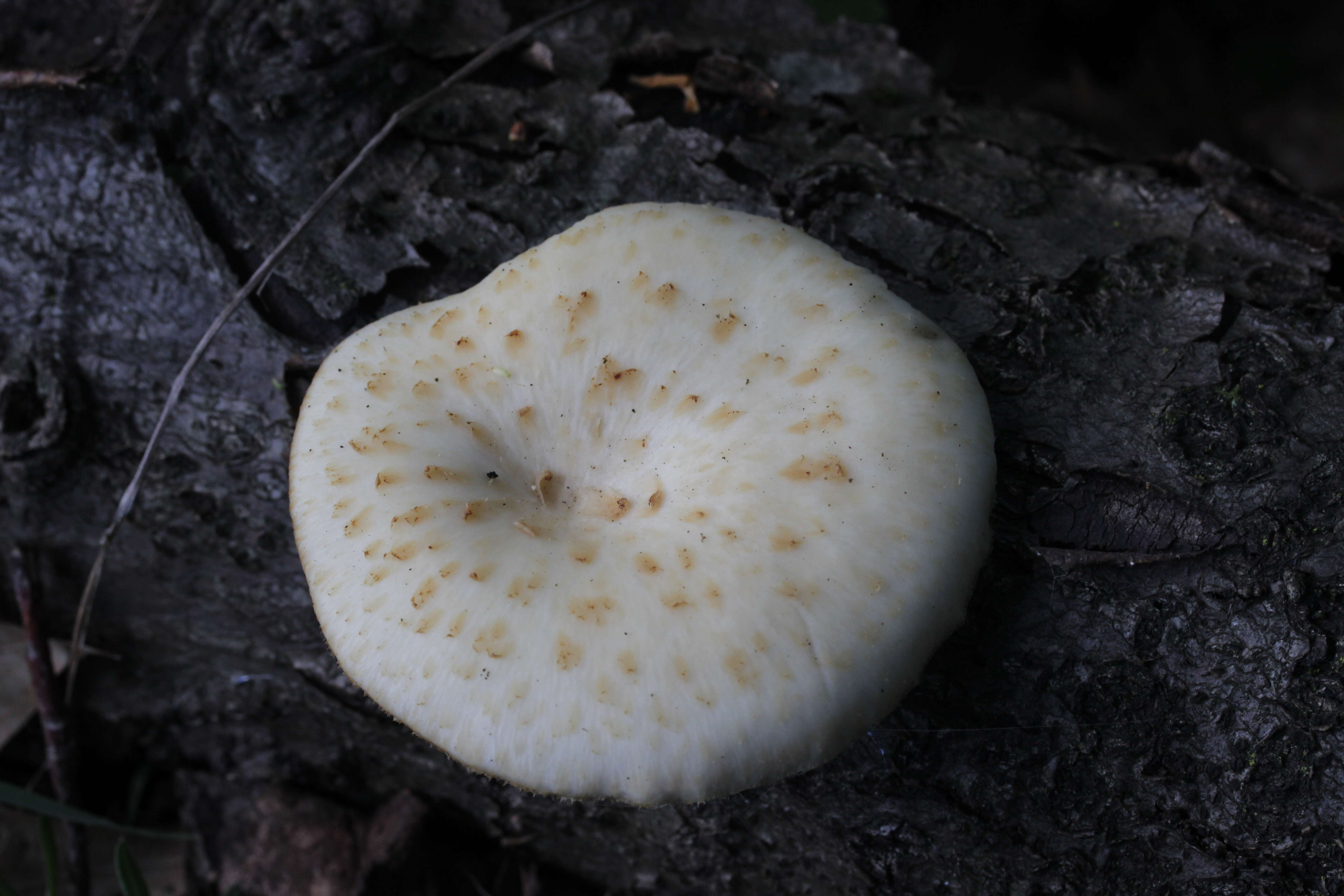 Image of Polyporus tuberaster (Jacq. ex Pers.) Fr. 1821