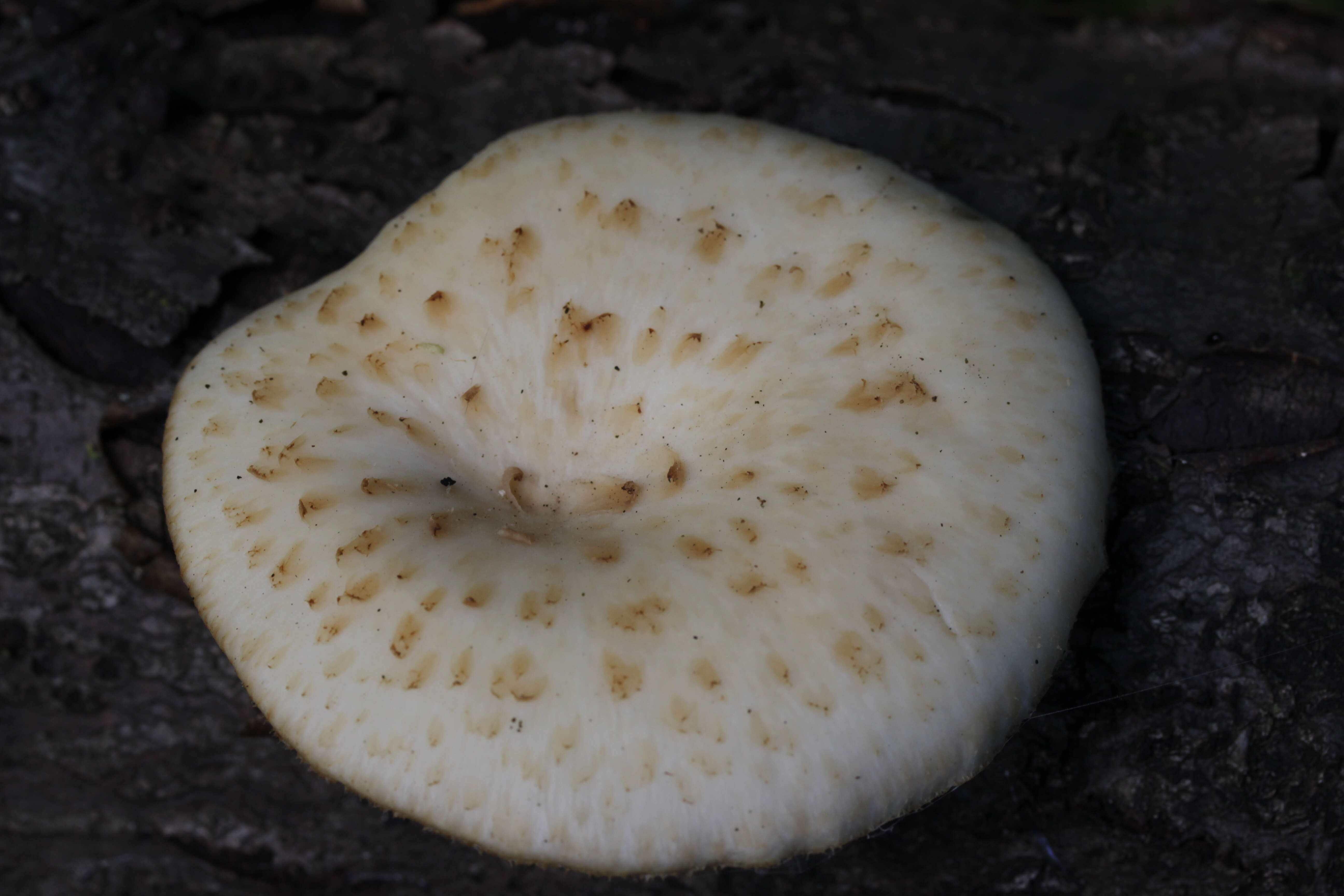 Image of Polyporus tuberaster (Jacq. ex Pers.) Fr. 1821