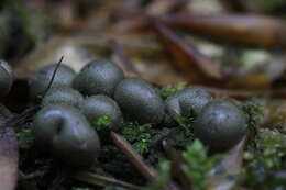 Image of Lycogala epidendrum