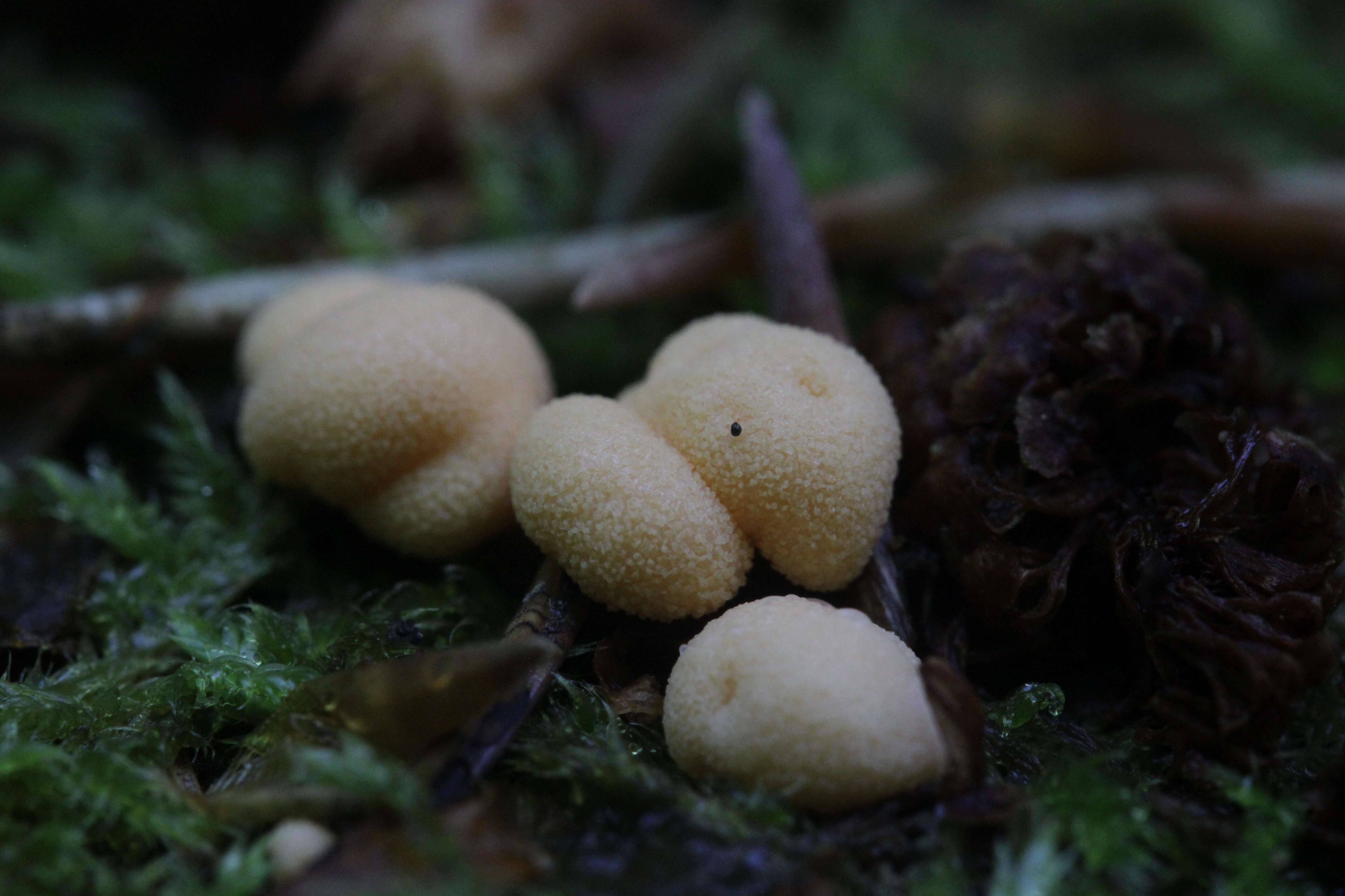 Image of Lycogala epidendrum