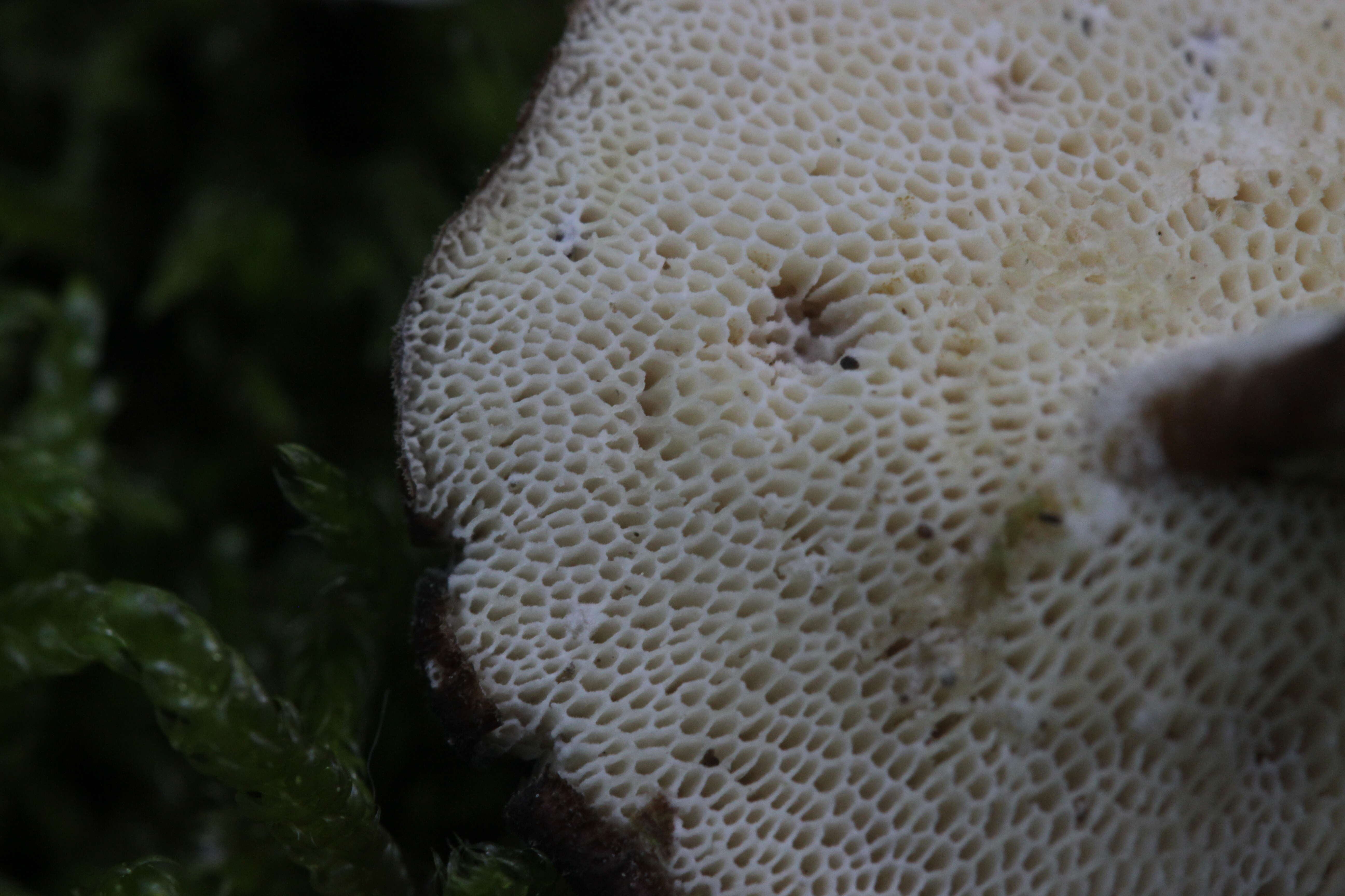 Image of Lentinus brumalis (Pers.) Zmitr. 2010