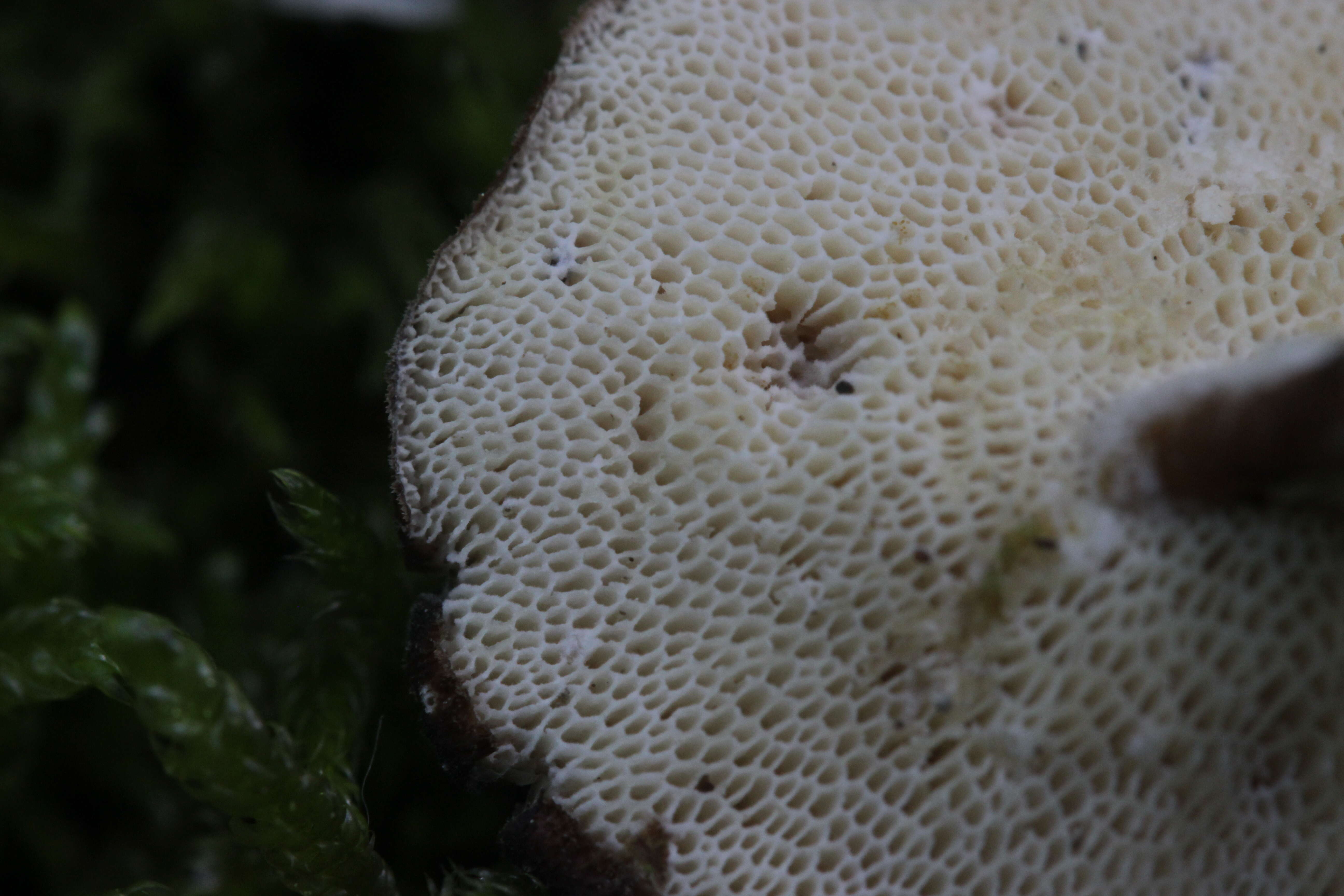 Image of Lentinus brumalis (Pers.) Zmitr. 2010