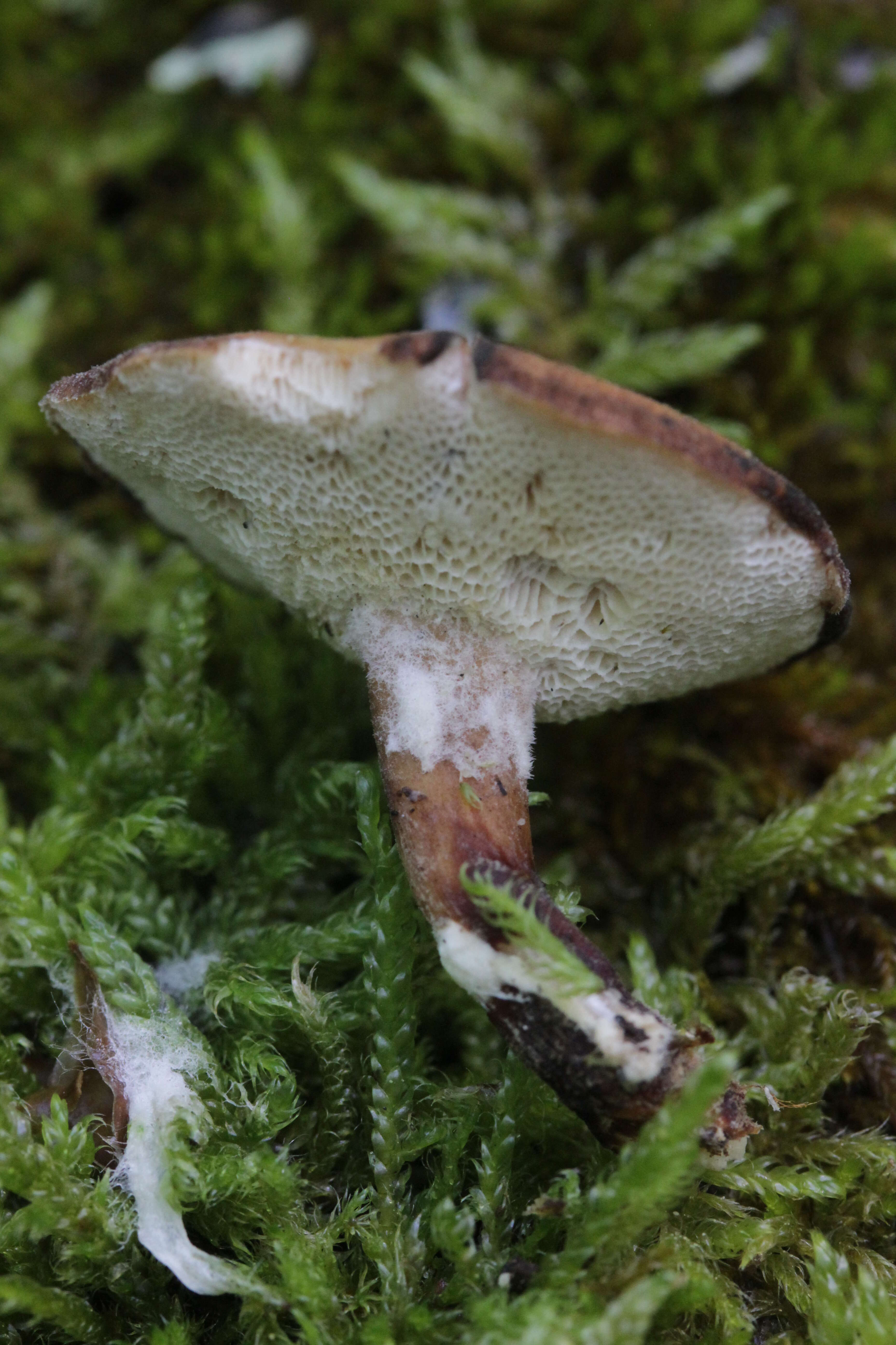 Image of Lentinus brumalis (Pers.) Zmitr. 2010