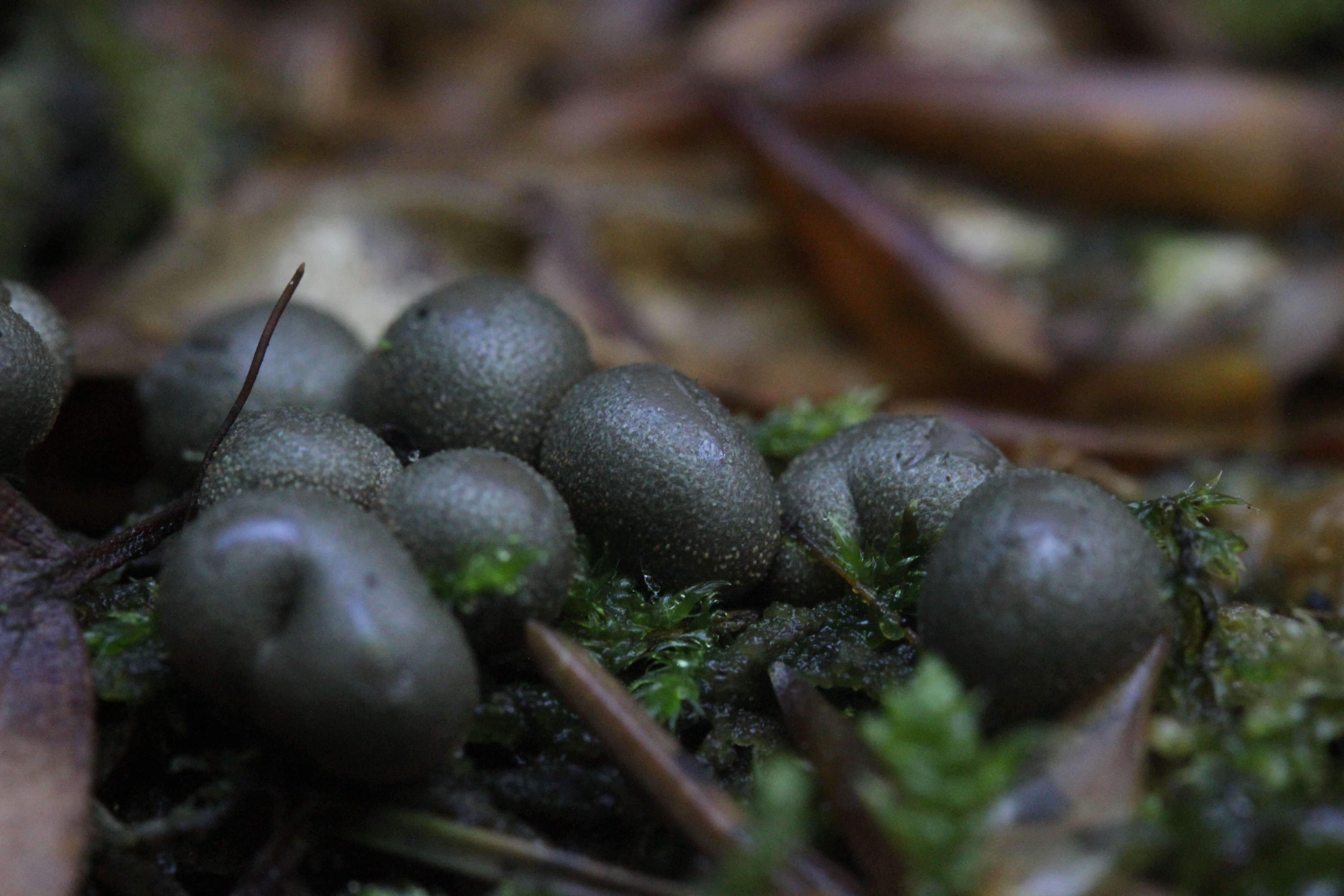 Image of Lycogala epidendrum