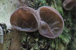 Image of ear fungus