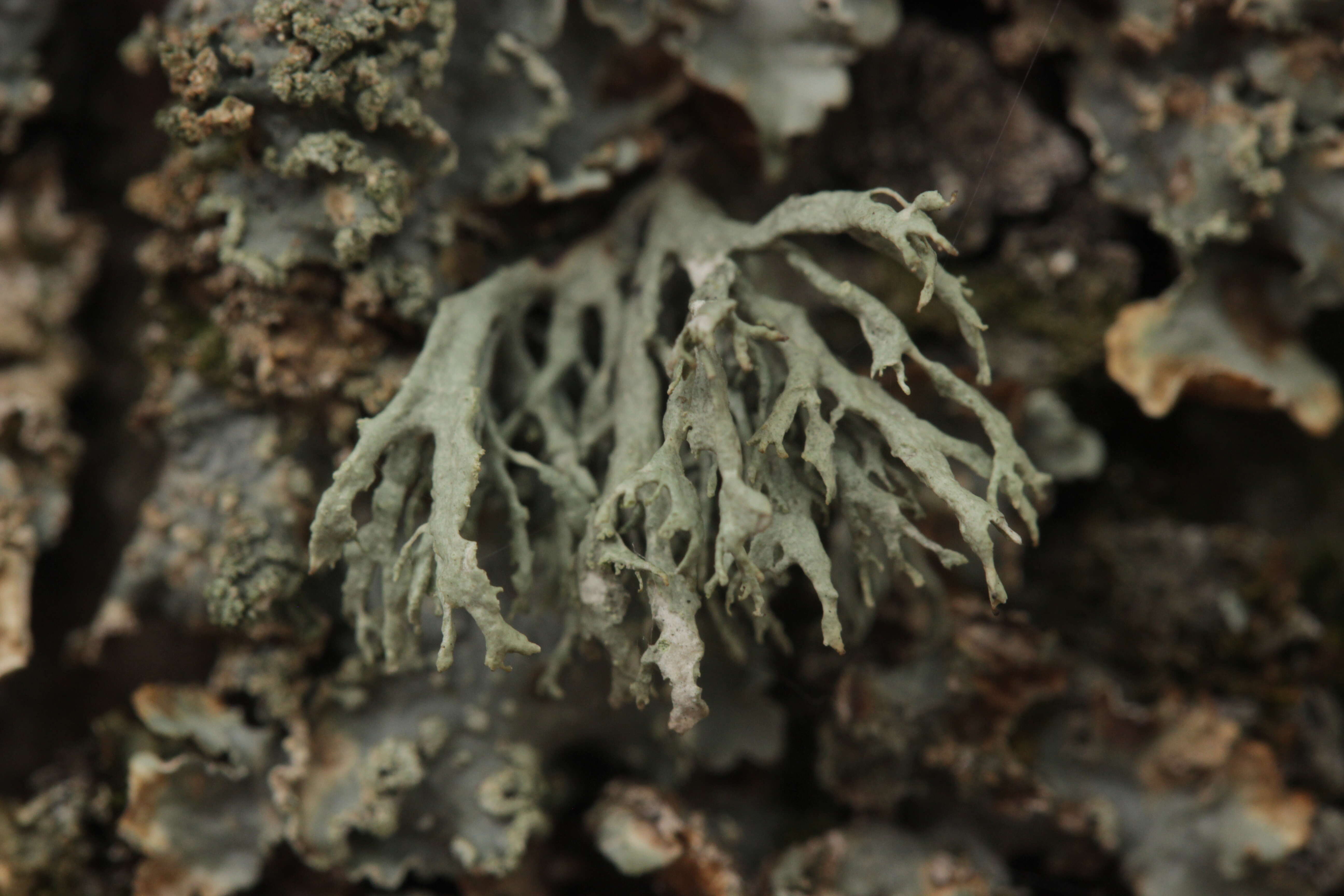 Imagem de Ramalina farinacea (L.) Ach.