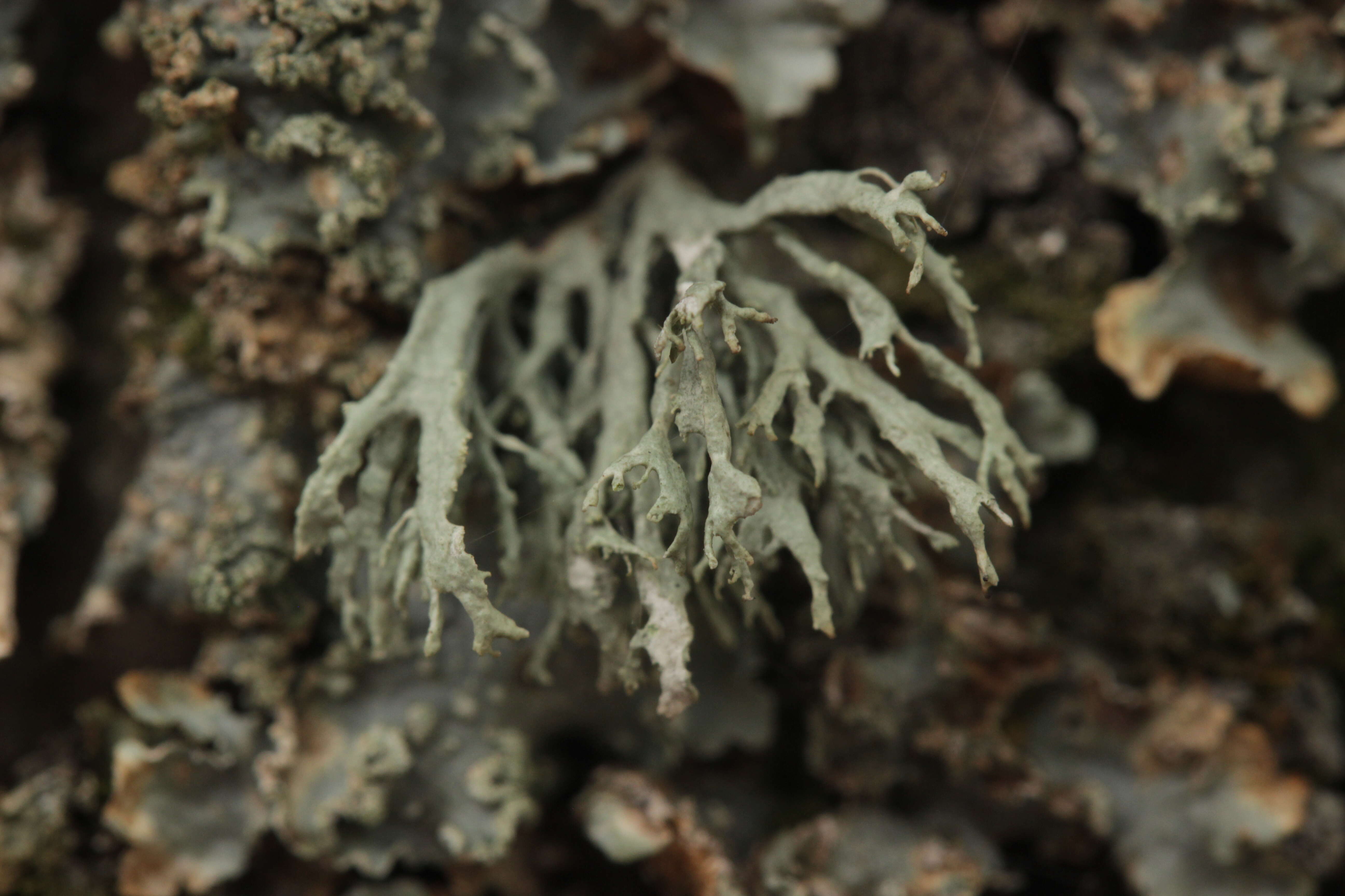 Image of farinose cartilage lichen