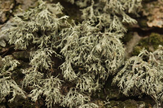 Image of farinose cartilage lichen