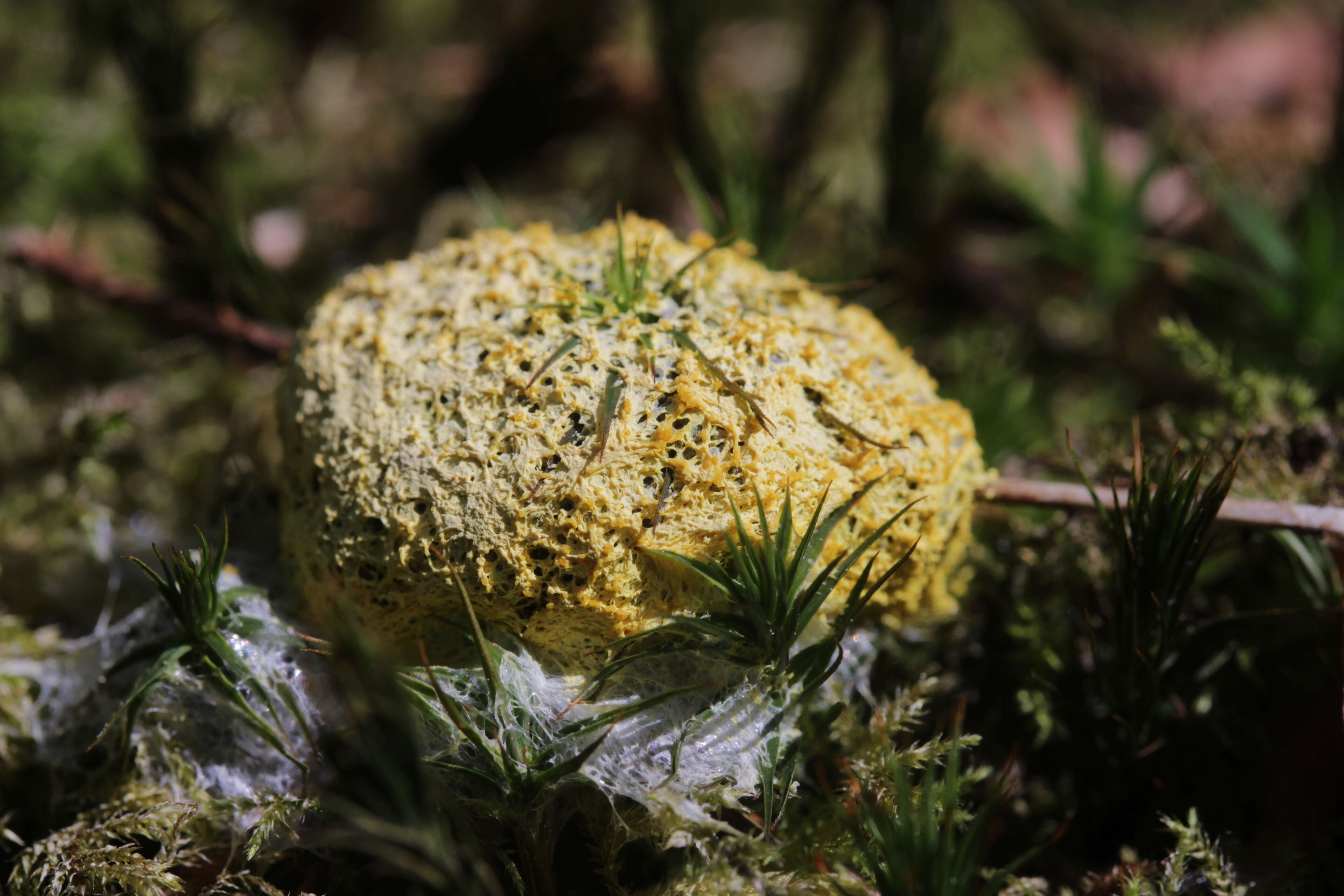 Image of Dog vomit slime mold