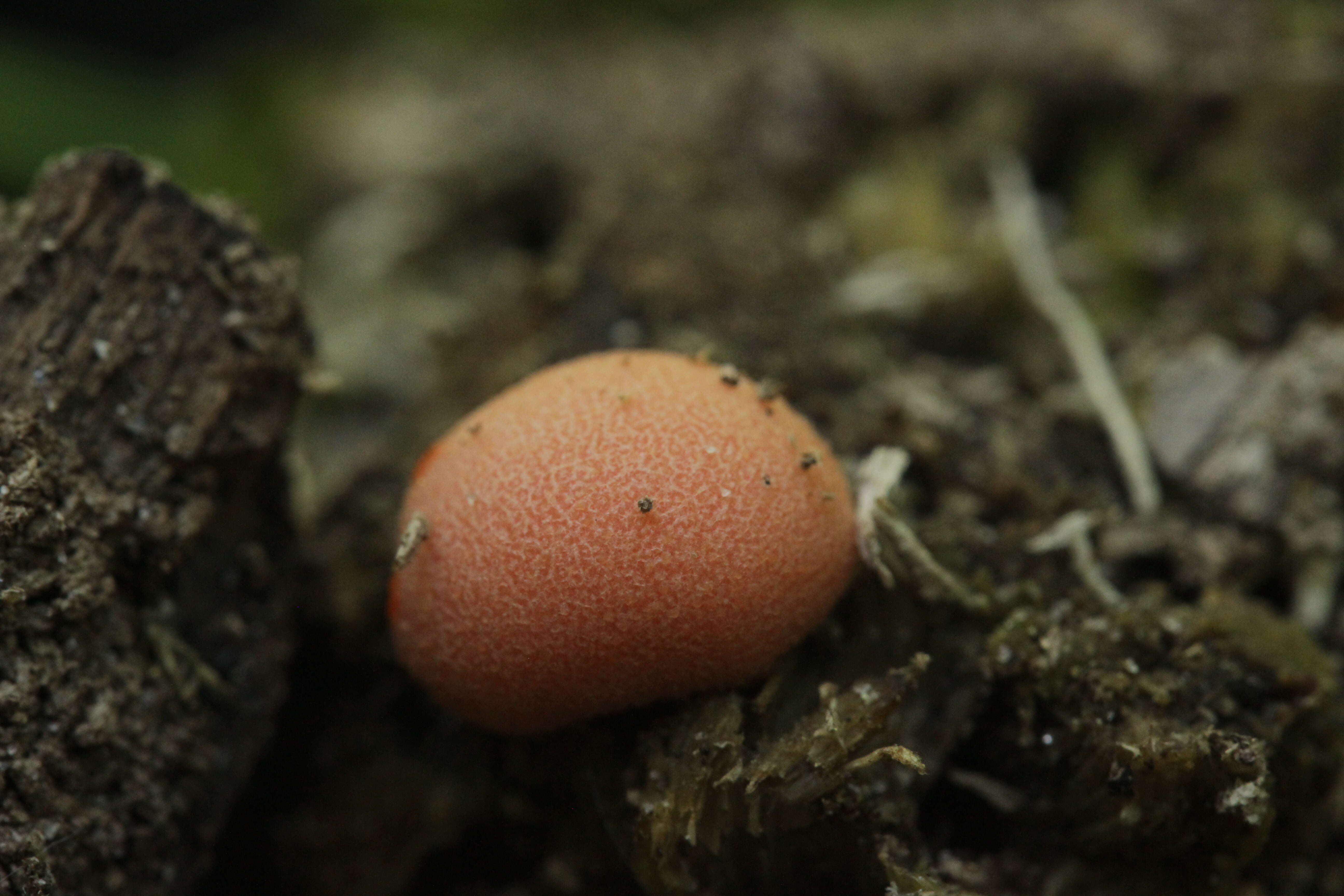 Image of Lycogala epidendrum