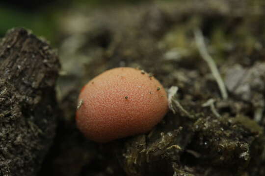 Image of Lycogala epidendrum