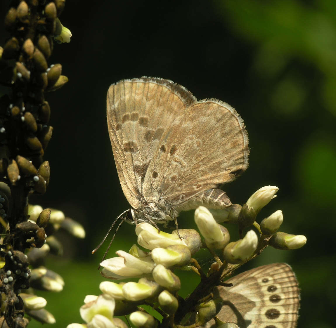 Imagem de Niphanda fusca (Bremer & Grey 1853)