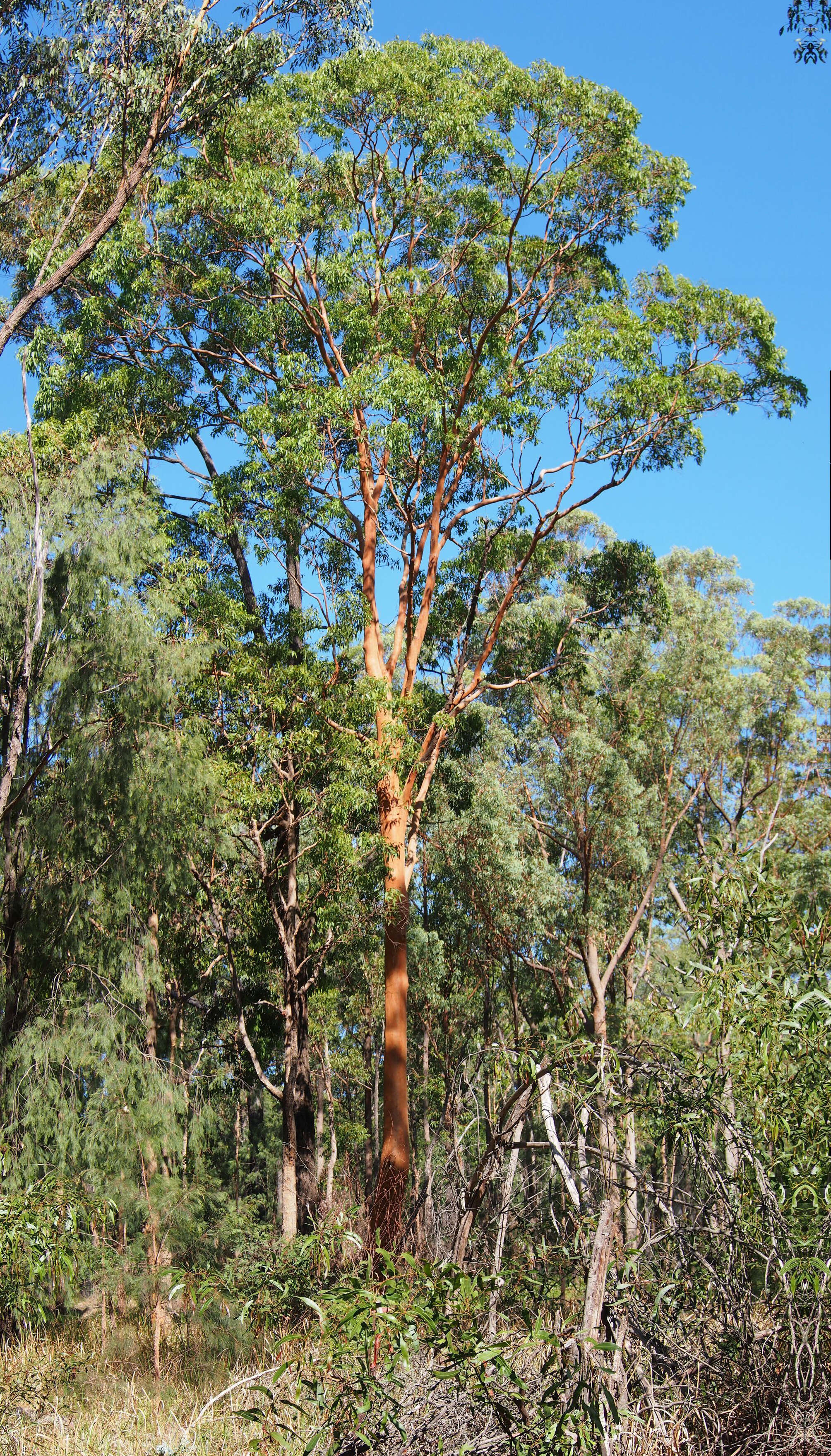 Image of gray gum