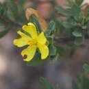 Hibbertia oligodonta S. T. Reynolds resmi