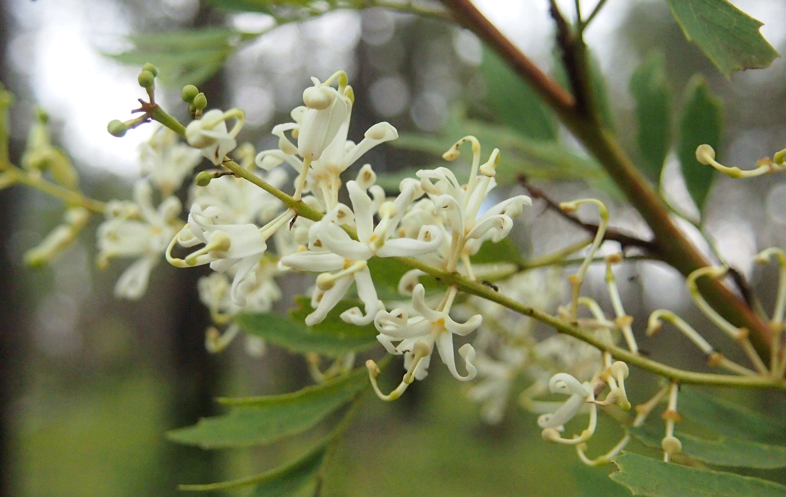 Image of Lomatia silaifolia (Sm.) R. Br.