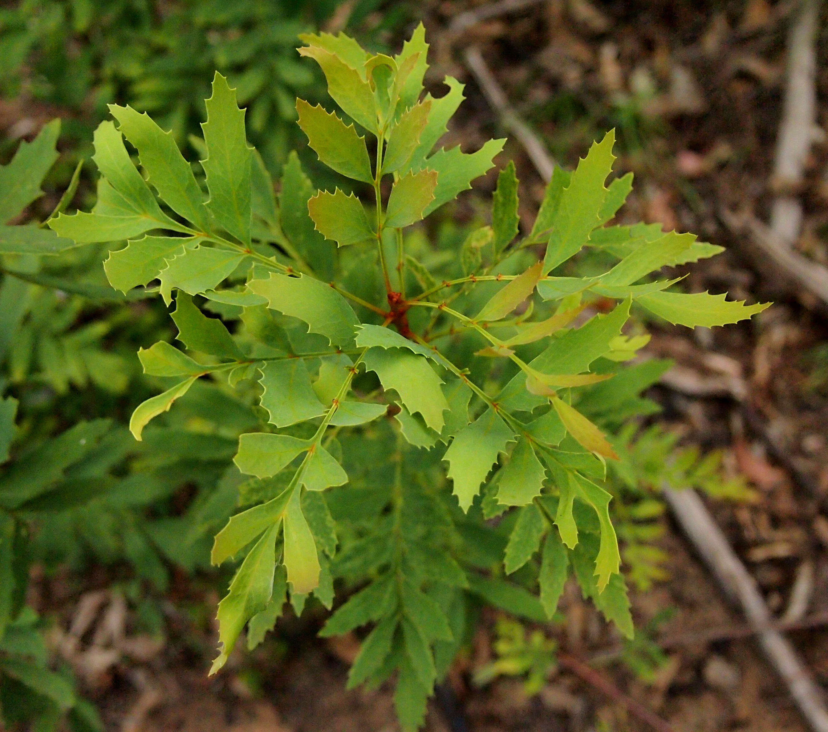 Imagem de Lomatia silaifolia (Sm.) R. Br.