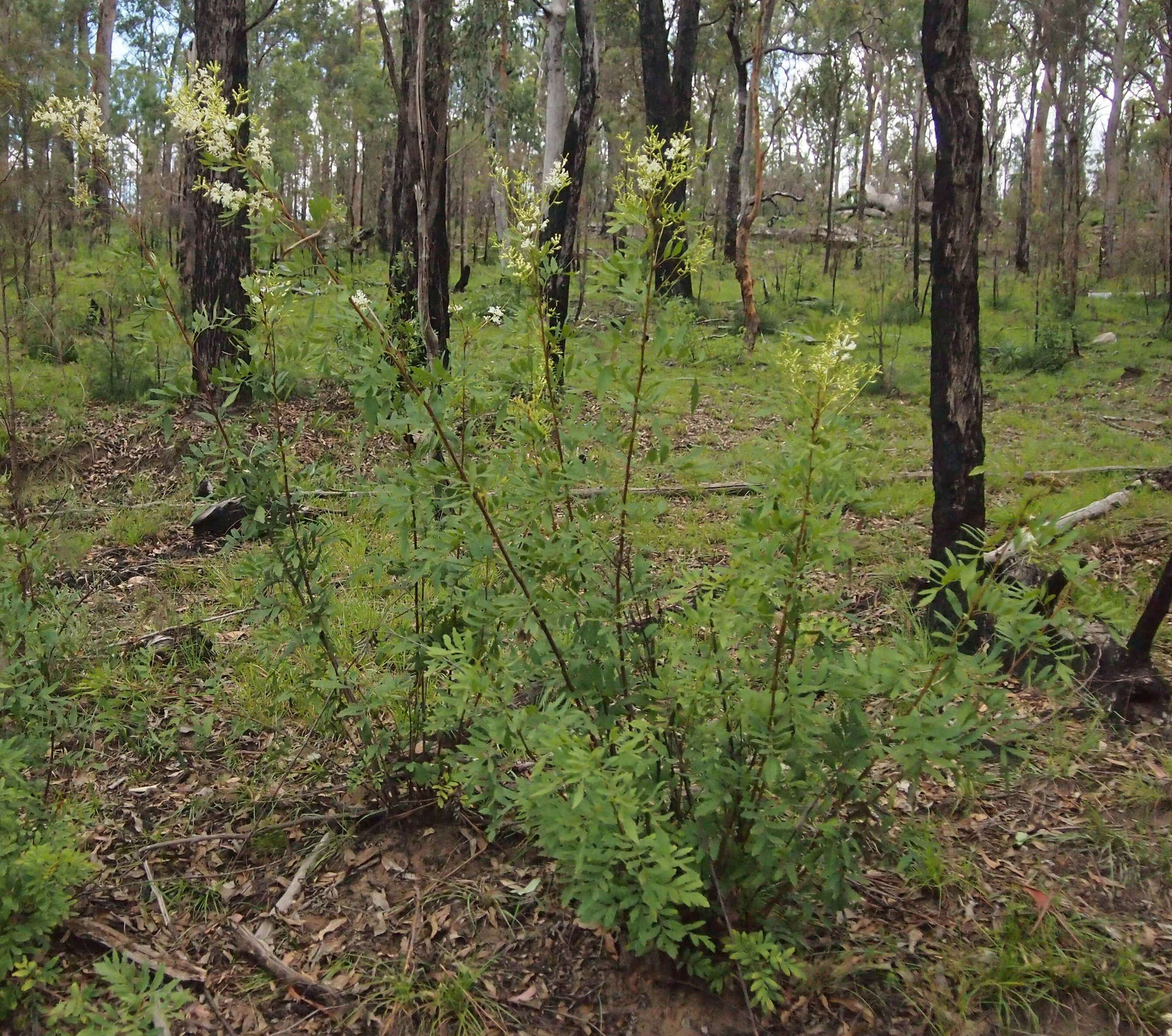 Image of Lomatia silaifolia (Sm.) R. Br.