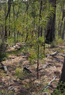 Plancia ëd Persoonia falcata R. Br.