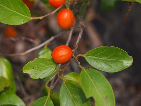 Image of Petalostigma