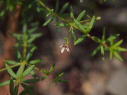 Image of Zieria aspalathoides A. Cunn. ex Benth.