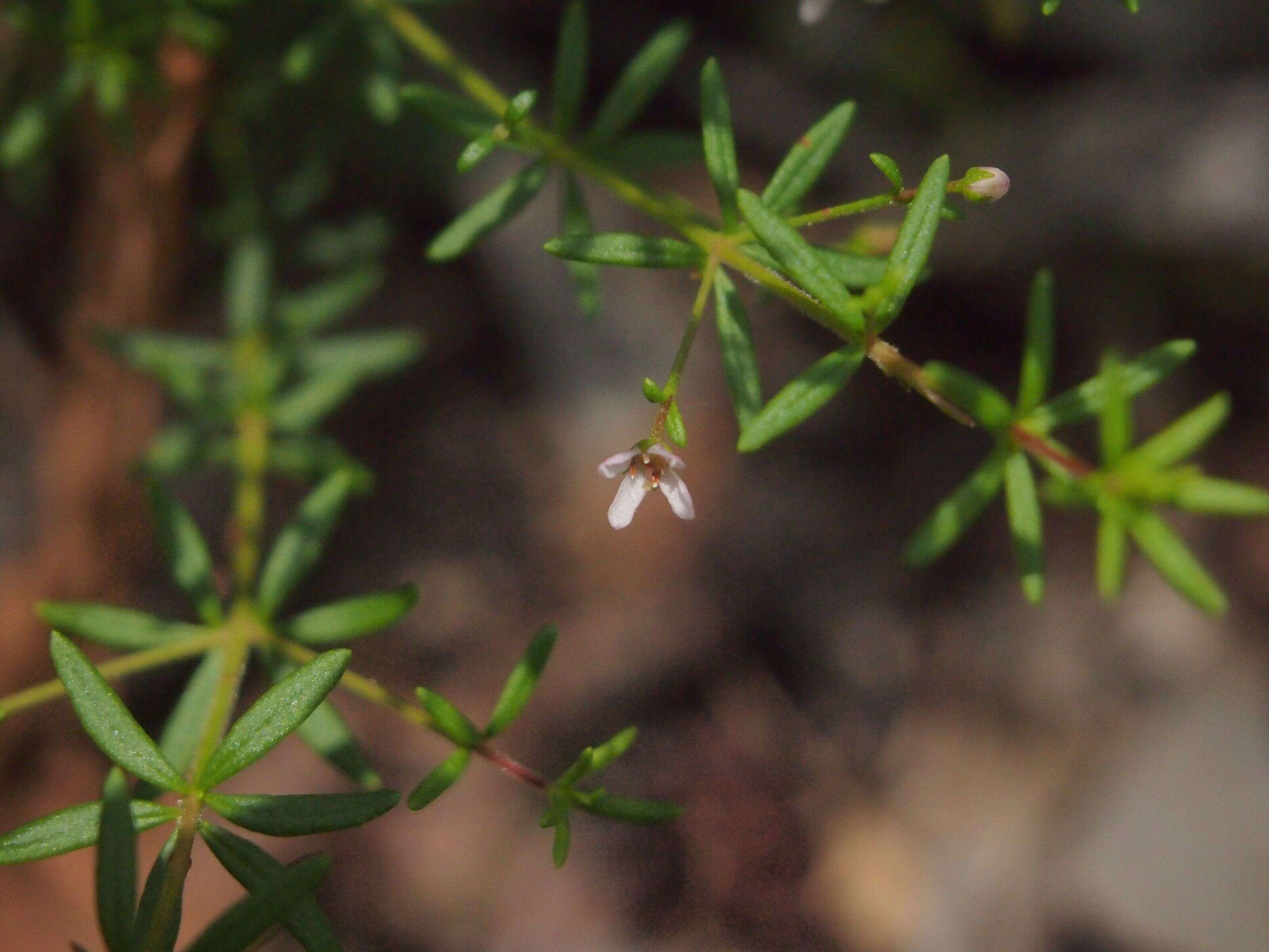 Image of Zieria aspalathoides A. Cunn. ex Benth.