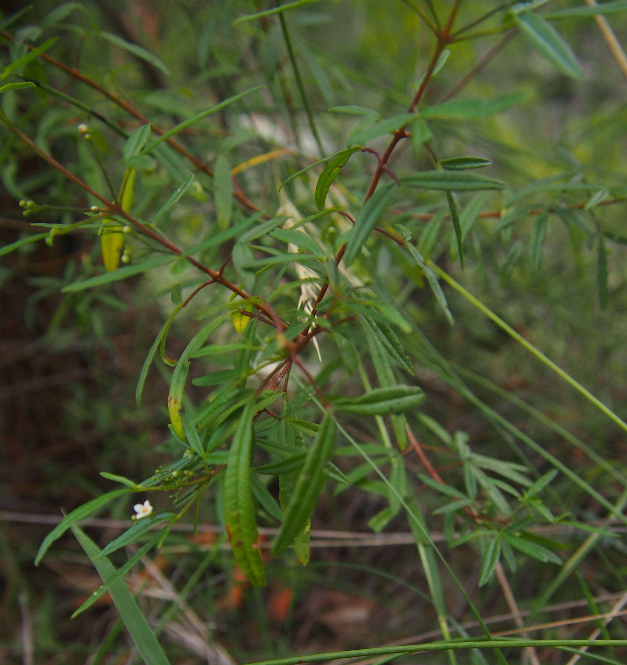 Image of Zieria smithii Jacks.