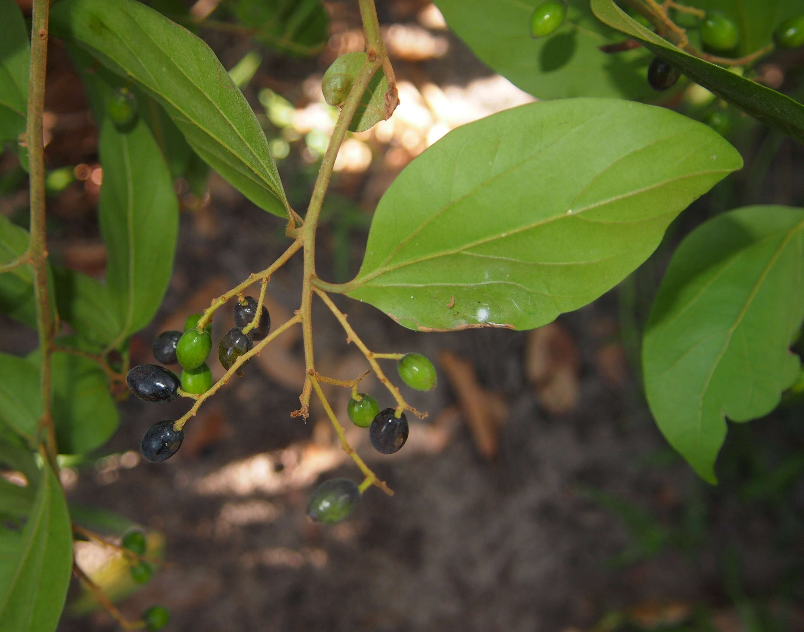 Image of Cryptocarya triplinervis R. Br.