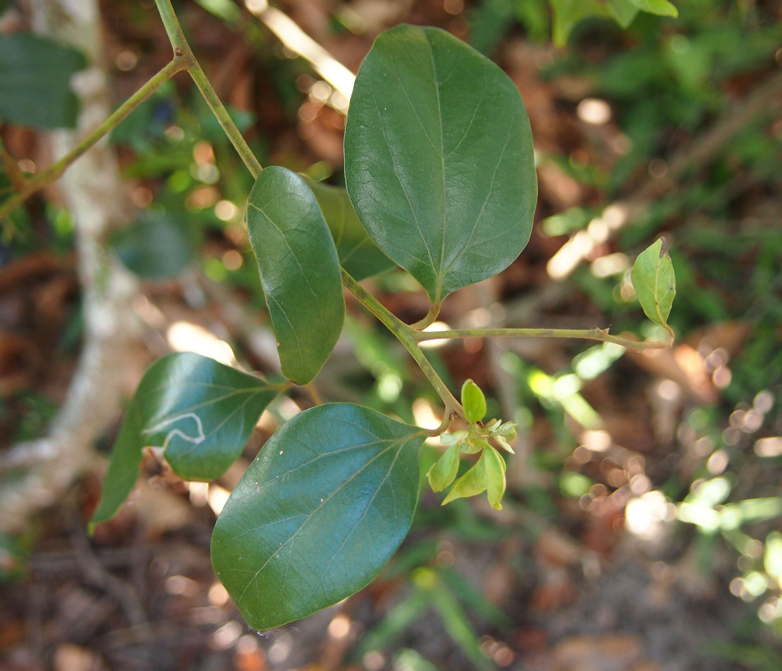 Image of Cryptocarya triplinervis R. Br.