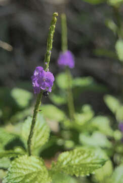 Image of cayenne porterweed