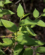 Image of peach-leaved poison bush