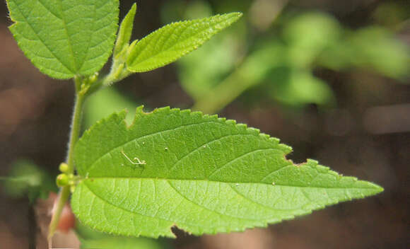 Image of peach-leaved poison bush