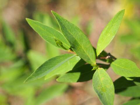 Image of Wikstroemia indica (L.) C. Meyer