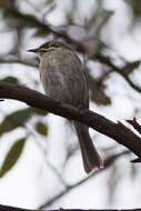 Image of Caligavis Iredale 1956