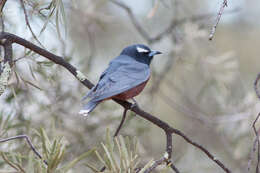 Image of White-browed Woodswallow