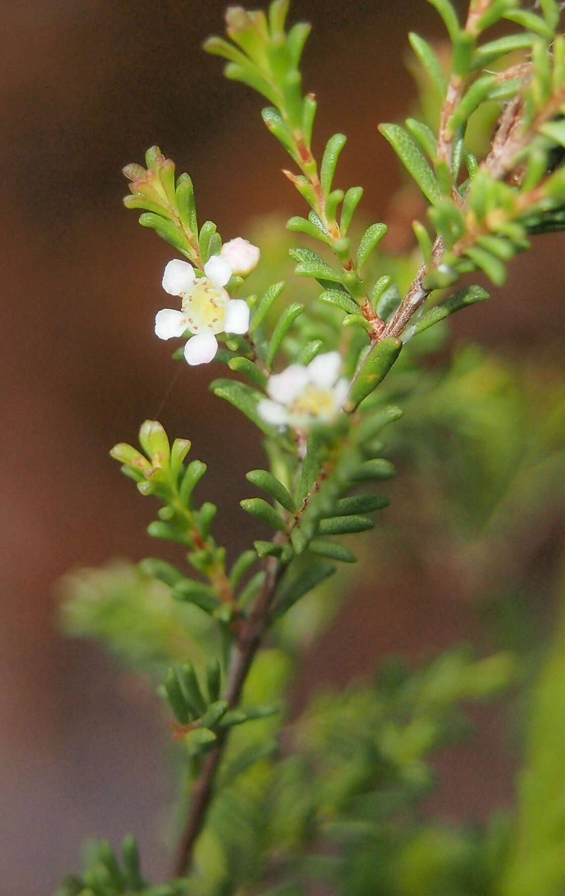 Image of Baeckea diosmifolia Rudge